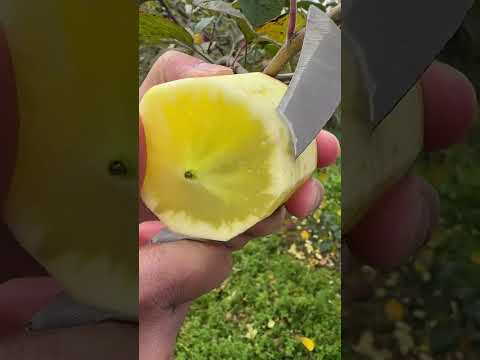 Very sweet and fresh apple fruit - Farm fresh ninja fruit cutting #fruitcutting