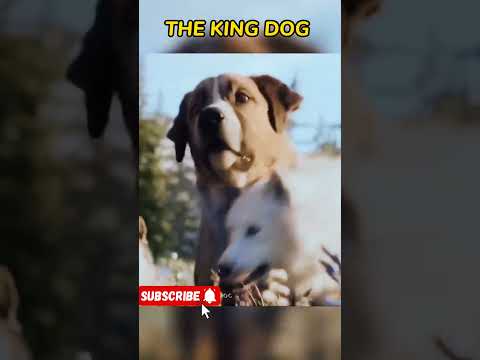 कुता बना भेड़ियों का राजा । Abandoned Dog Becomes The Leader Of Wolf #movieexplain