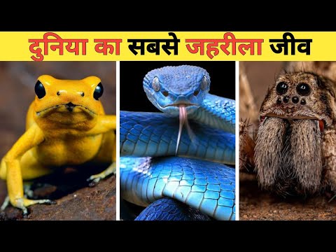 दुनिया का सबसे जहरीला जीव | The most poisonous creature in the world