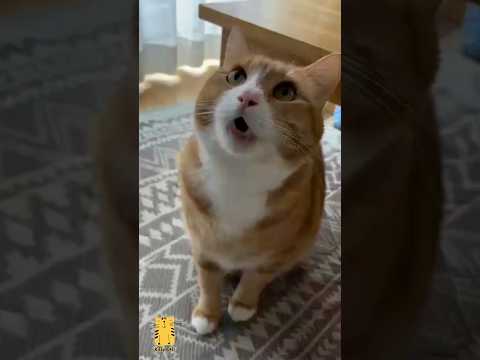 Funny Cat & Cute Kittens495😻 #shorts #kucing #kucinglucu #funny #pet #cat #foryou #viral #viralvideo
