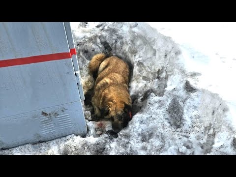 After Chewed His Owner's Shoes Only ONE, He Left Outside In Tears With A Broken Heart For 3 Days...