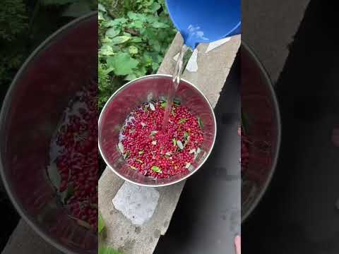 This tasty plant is a powerhouse of antioxidants and it’s probably growing near you! #foraging