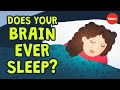 Asymmetrical Sleep in Animals and Humans