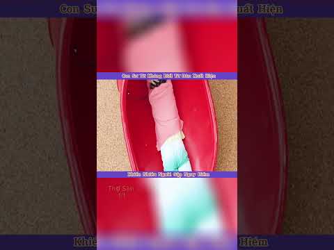Con Sư Tử Không Biết Từ Đâu Xuất Hiện Khiến Nhiều Người Gặp Nguy Hiểm#shorts #review