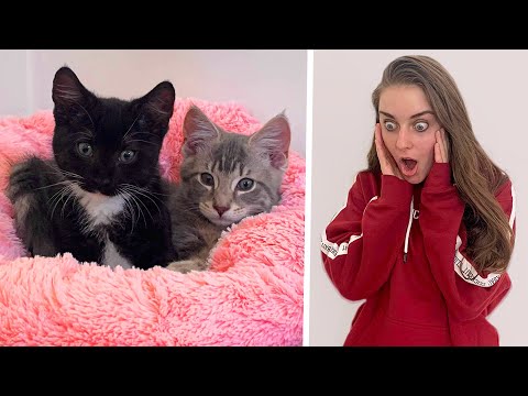 He surprised me with KITTENS!