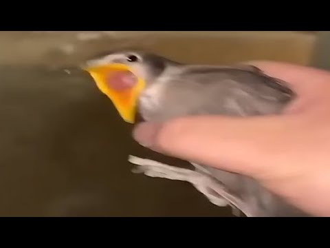 Top 5 Bird