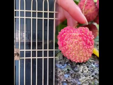 Khi bà hàng xóm khoe khoang vs mẹ tui #haha #giaitri #haihuoc #fyp #trending #foryou #foryoupage