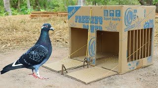 Easy Making Quick Pigeon Trap From Cardboard Box - Really Unique Bird Trap