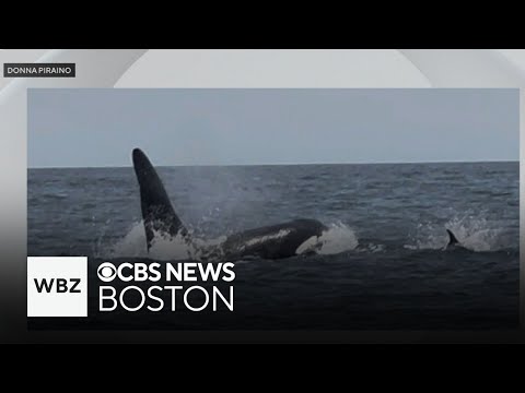 YouTube video thumbnail: Rare Killer Whale Sighting off Massachusetts Coast