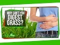 Understanding Grass Digestion in Cows