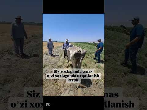 #cow #andijonbozor #angus #smental #uzbekistan