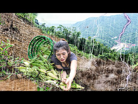 Difficulties in Harvesting Corn Amidst Floods and Landslides - Farm Gardening - Ms Yang