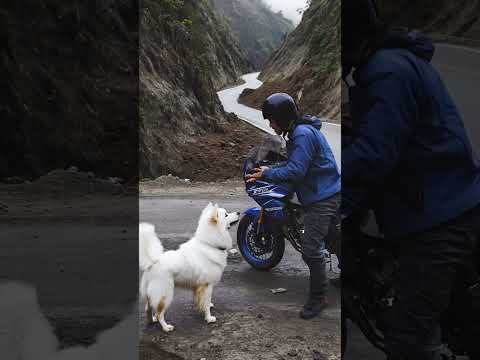 A Fine Line Between Life and Death: How a Dog's Warning Changed a Motorcyclist's Fate? #dog #rescue