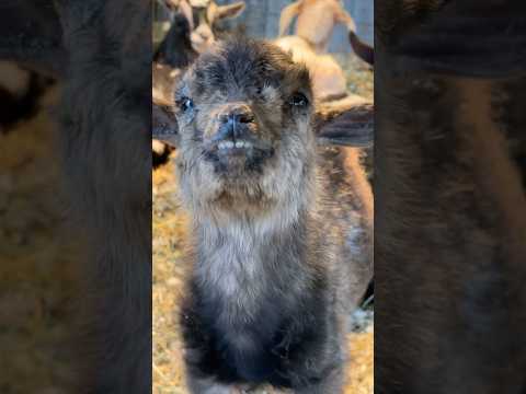 Hardcore Barn Core! 🤘🐮