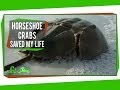 Horseshoe Crabs and Their Medical Importance