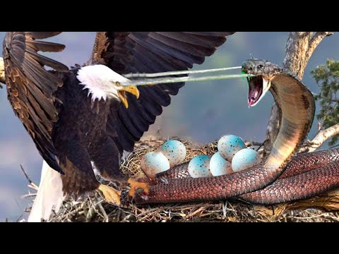 Snake Eat Eggs of Eagle- Eagle Vs King Cobra In A Big Fights To The Last Breath