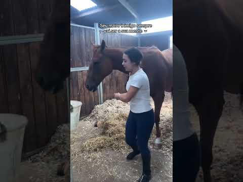 Cavalo hipnotizado