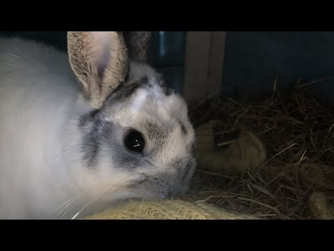 Cute Dwarf Bunny eating dandelion