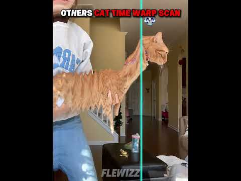 The Last One Is the Most Tense Cat! 💀