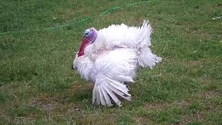 I am the turkey whisperer