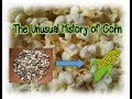 Domestication of Plants and Corn