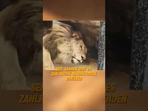 🦁 Der traurigste Löwe der Welt – Nach 7 Jahren endlich frei 😢✨