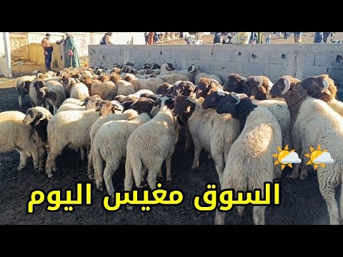 مباشرة من الثلاثاء أزرو 4/2/2025 أثمنة الخروف البرݣي وخروفة والنعجة حولي أبقار ماعز فرجة ممتعة