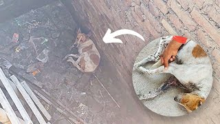 Dog's fall into deep pit almost kills her. But rescuers were on the way!