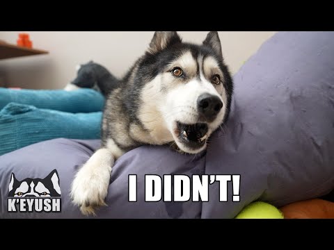 Husky Denies Making Hole in Beanbag And Won’t Let Me Check!