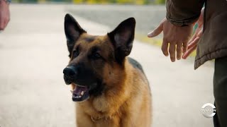 Hudson & Rex | Sniff Test | Season 4