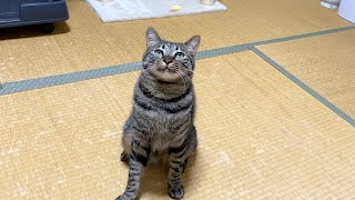 精神が不安定な30代男性の猫がいる生活...