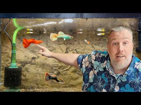 My 1st Attempt at Breeding "Monster Guppies" - Fish Room Update Ep. 143