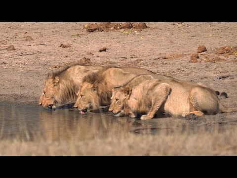 Four thirsty Lions Kruger National Park @pksafaris