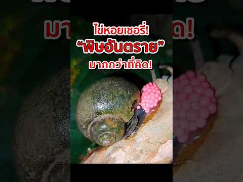 ไข่หอยเชอรี่ พิษอันตราย มากกว่าที่คิด! #animals #หอยเชอรี่ #ไข่หอย #cherrysnail #Cherrysnaileggs