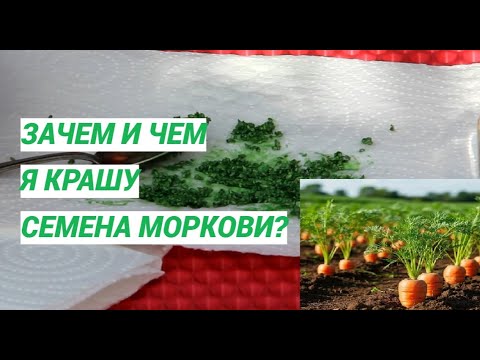 Морковь больше не придется прореживать. Зачем и чем я крашу семена моркови.