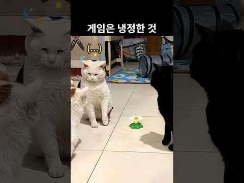 검은 고양이가 딱밤을 때린 이유