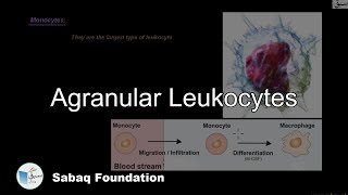 Agranular Leukocytes