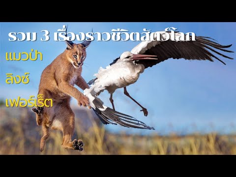 ชีวิตสัตว์มหัศจรรย์ แมวป่า ลิงซ์ เฟอร์เร็ต|สารคดีสัตว์ WILDLIFE