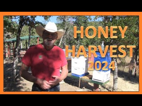 HONEY HARVEST 2024