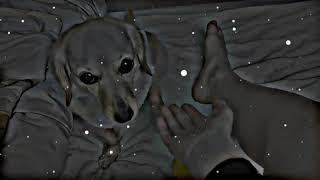 Dog Traning How Use To Work #dog #dogs #dogprank