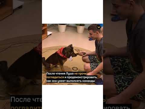 В библиотеке Коми работает собака, которая помогает детям читать