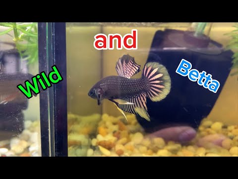 Collection of the most beautiful wild fish and betta fish of all time part 3 | Nguyen Tuan Betta