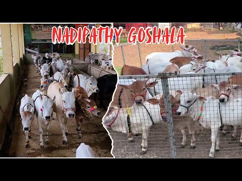 Nadipathy Goshala Yeleswaram | Dr. P. Krishnam Raju | #youtube #animals #cow #yt #cow #punganur
