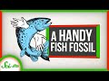 Evolutionary Transitions and Fossil Discoveries
