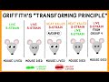 Exploring Griffith's Experiment and Bacterial Transformation