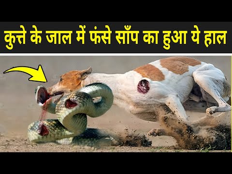 कुत्ते के जाल में फंसे साँप का हुआ ये हाल | Crazy Moments When Dogs Meets A Snake