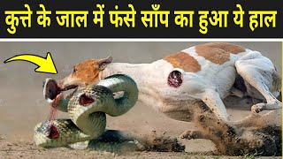 कुत्ते के जाल में फंसे साँप का हुआ ये हाल | Crazy Moments When Dogs Meets A Snake