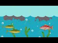 Eutrophication Quiz