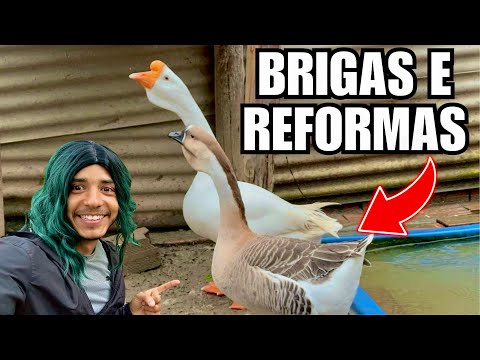 Os GANSOS estavam BRIGANDO TIVE QUE FAZER ISSO | Proteção para o Ninho do Cisne Negro | Aves Recriar