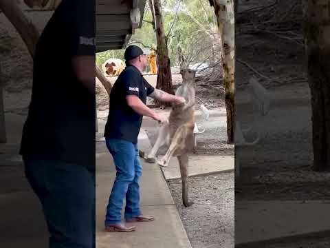 Kangou Pas Content #Shorts #animal #animaux